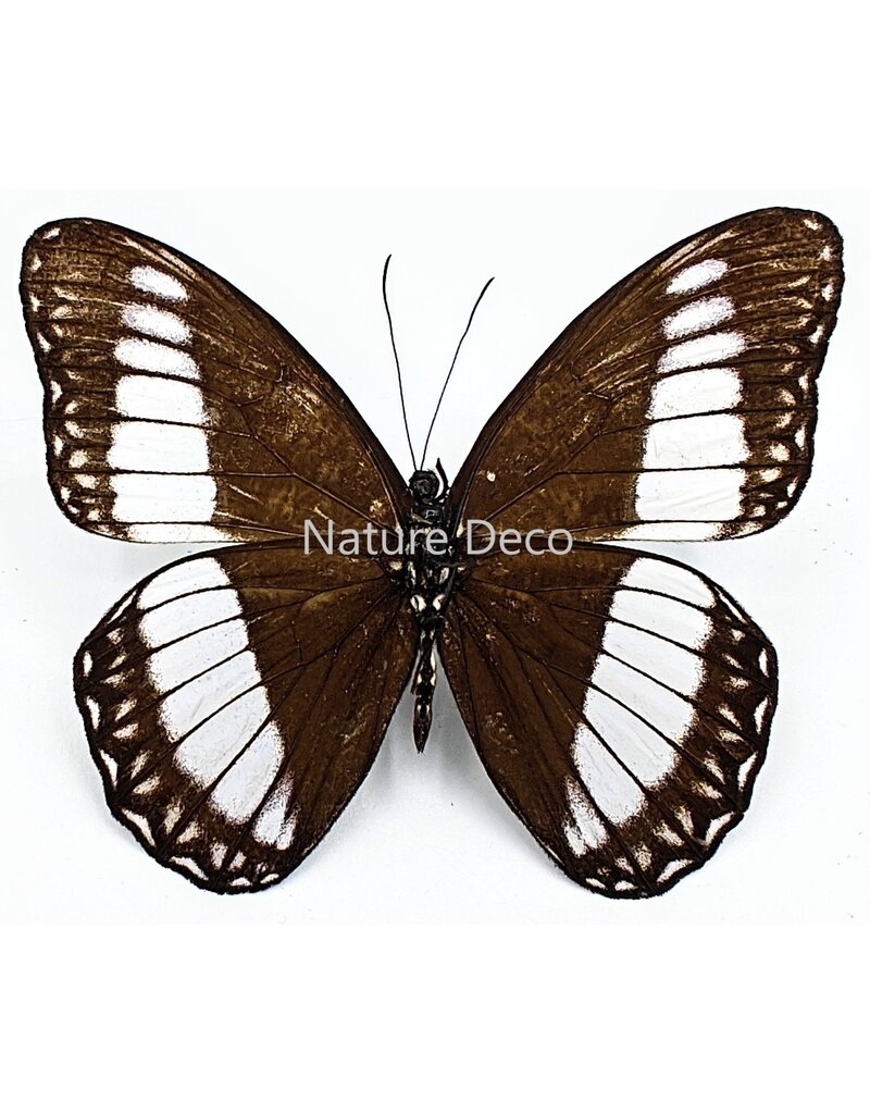 . Unmounted / dried Zethera pimplea