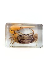 . Red fiddler crab in resin XS 3 x 4 x 2 cm