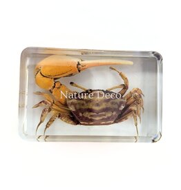 . Red fiddler crab in resin XS