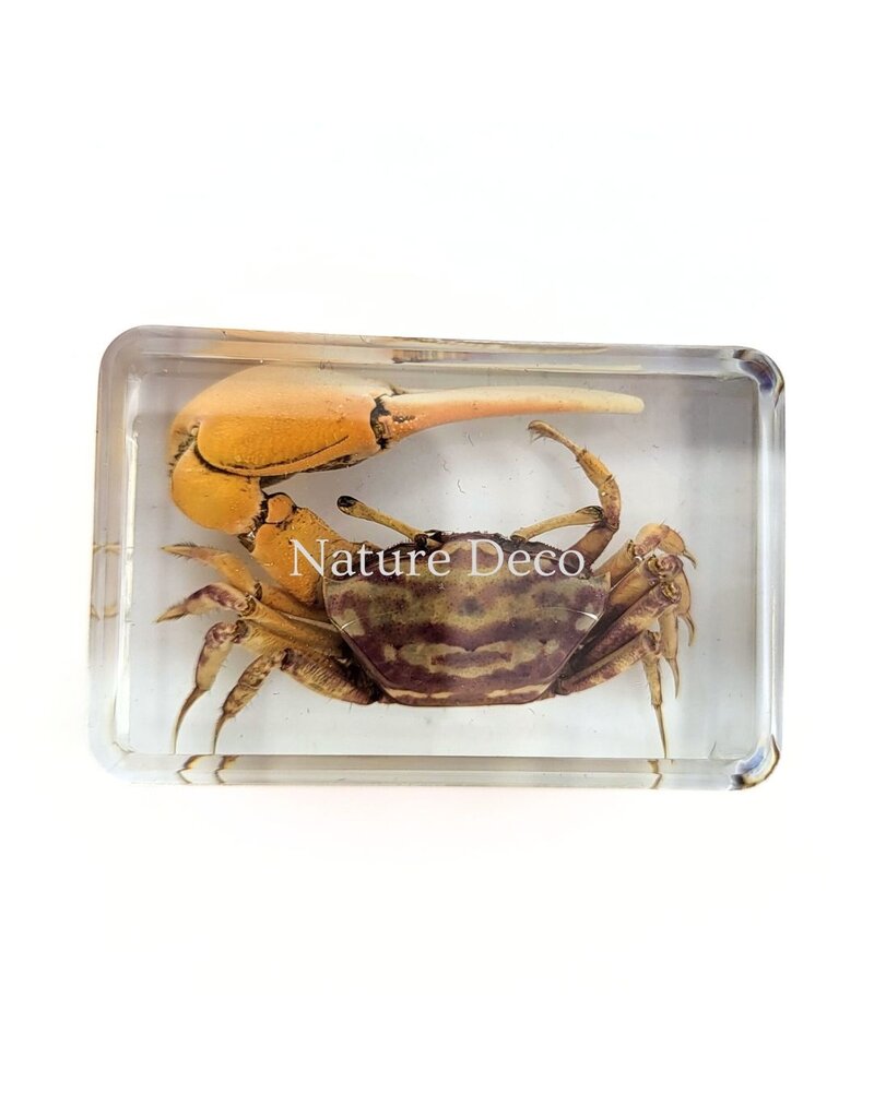 . Red fiddler crab in resin XS 3 x 4 x 2 cm