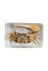 . Red fiddler crab in resin XS 3 x 4 x 2 cm