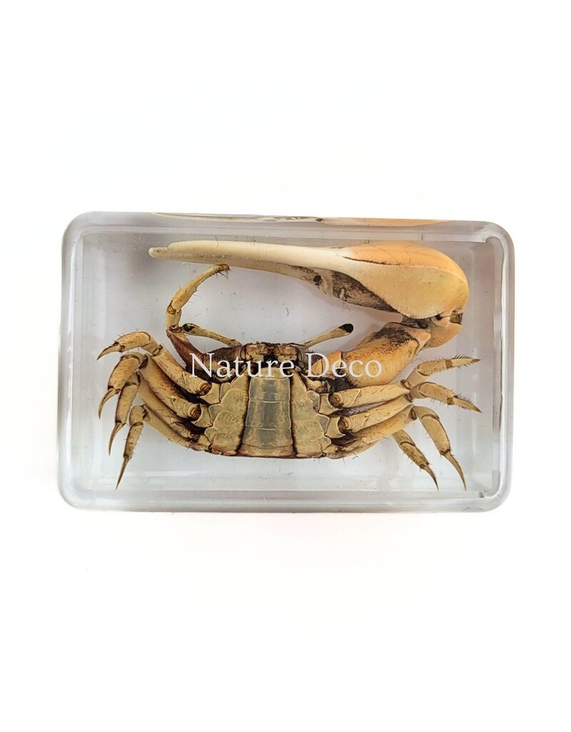 . Red fiddler crab in resin XS 3 x 4 x 2 cm