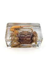 . Red fiddler crab in resin XS 3 x 4 x 2 cm