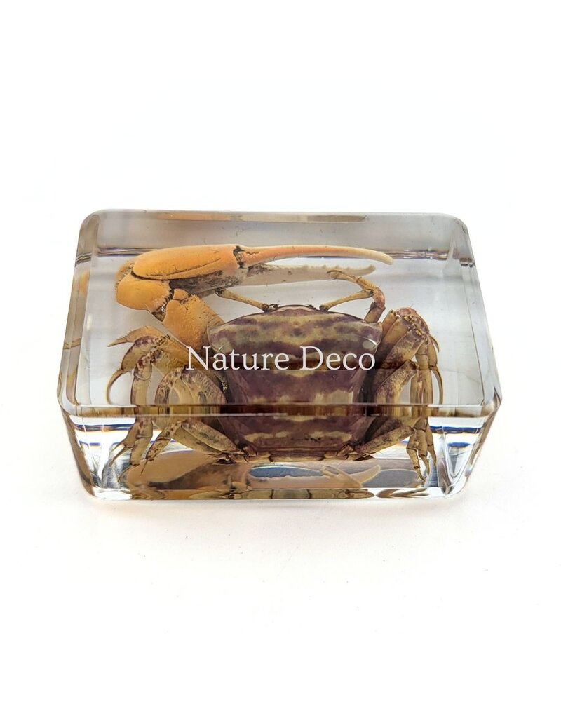. Red fiddler crab in resin XS 3 x 4 x 2 cm