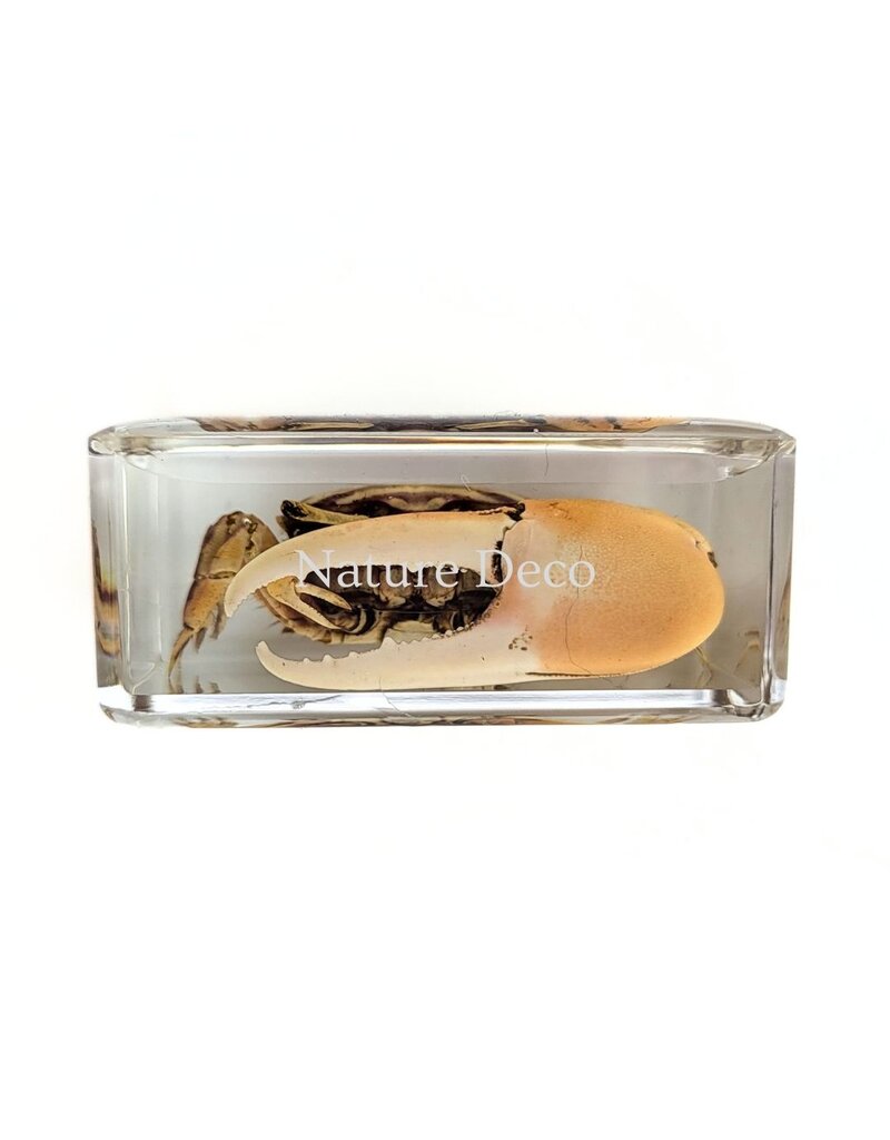 . Red fiddler crab in resin XS 3 x 4 x 2 cm