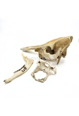 . Set of various animal bones #1