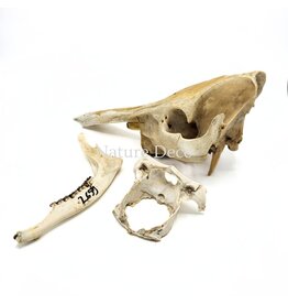 . Set of various animal bones #1