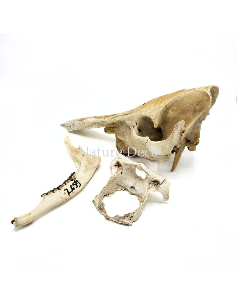 . Set of various animal bones #1