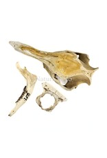. Set of various animal bones #1