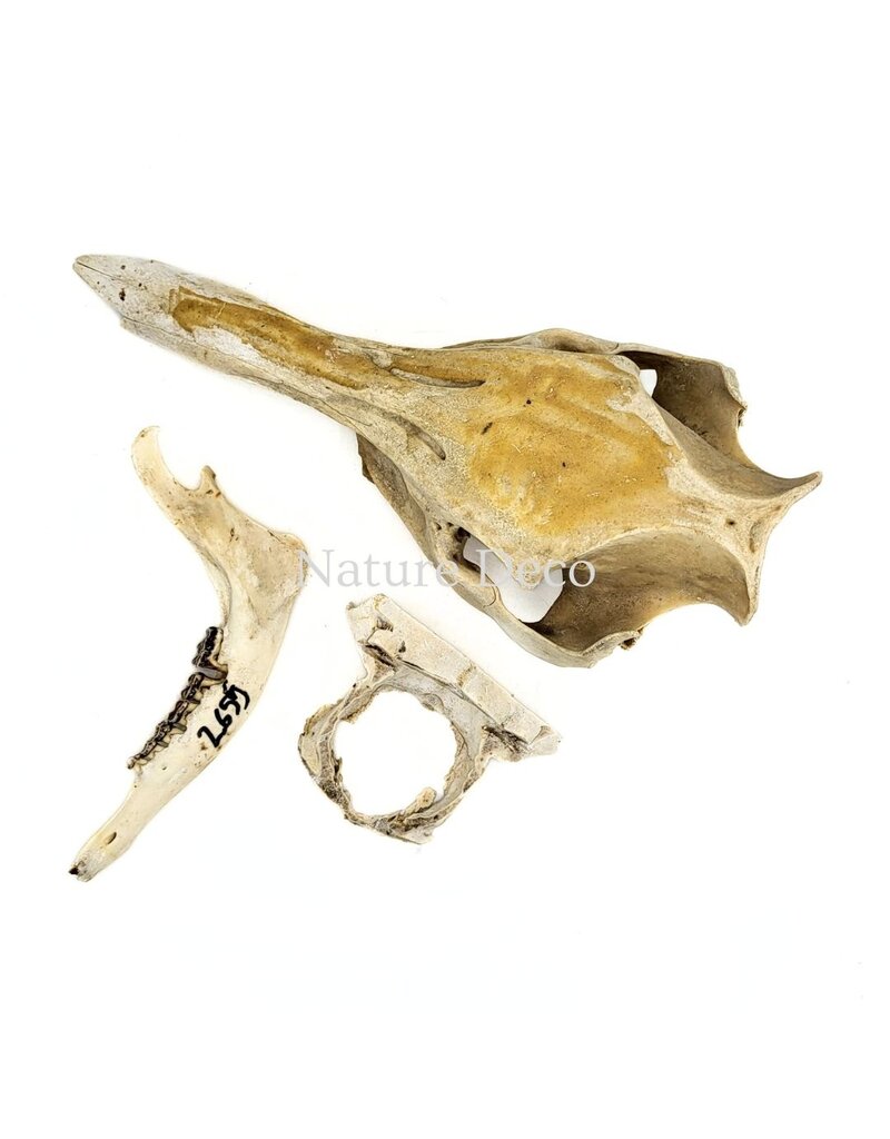 . Set of various animal bones #1