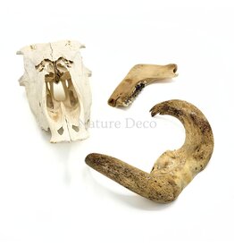 . Set of various animal bones #3