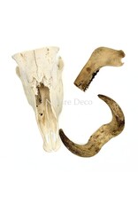 . Set of various animal bones #3
