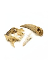 . Set of various animal bones #4