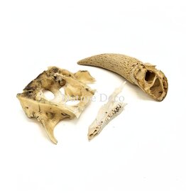 . Set of various animal bones #4