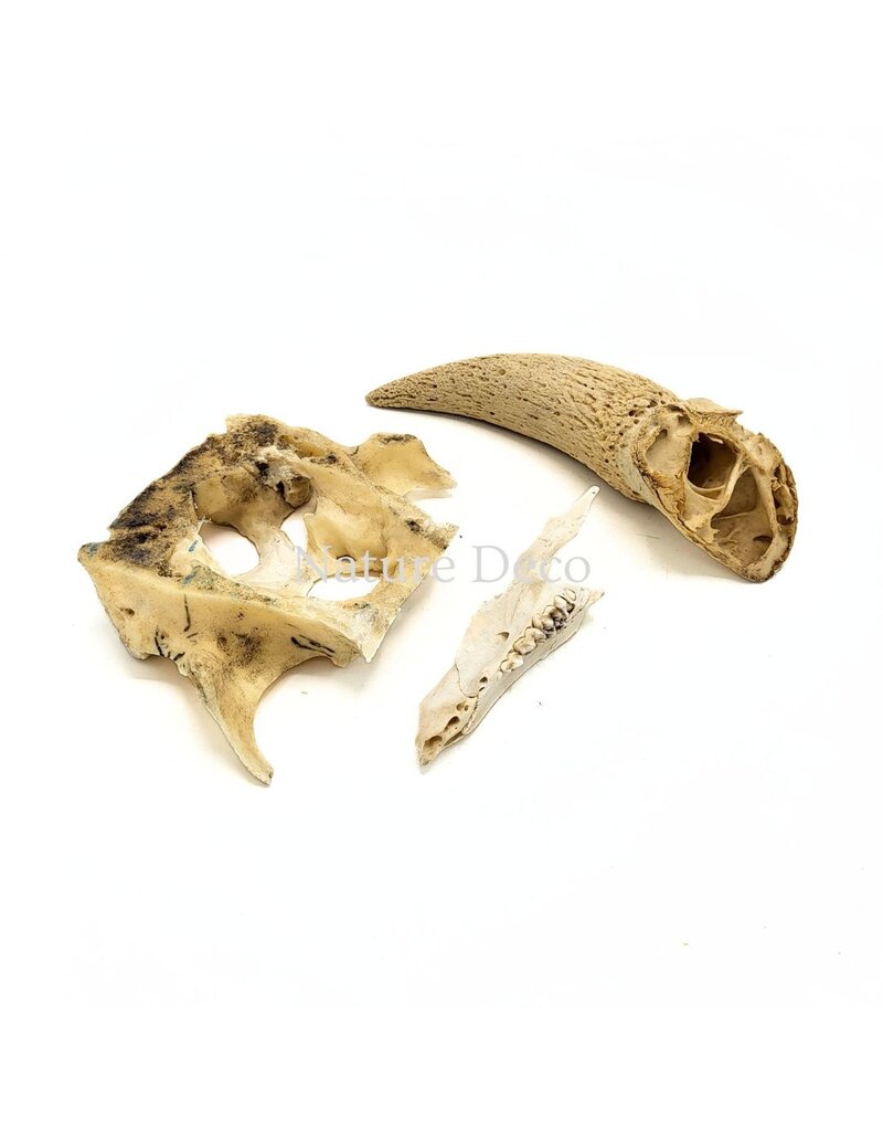 . Set of various animal bones #4