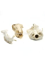 . Set of various animal bones #12
