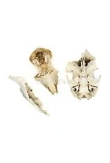 . Set of various animal bones #12