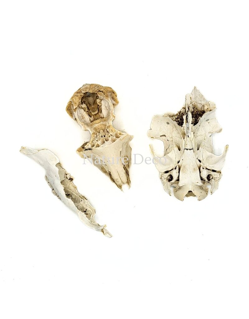 . Set of various animal bones #12