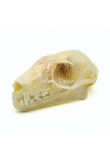 . Rousettus Leschenaulti (flying fox) skull 4 x 2.5 x 2 cm