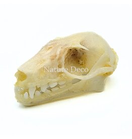 . Rousettus Leschenaulti (vleerhond) schedel