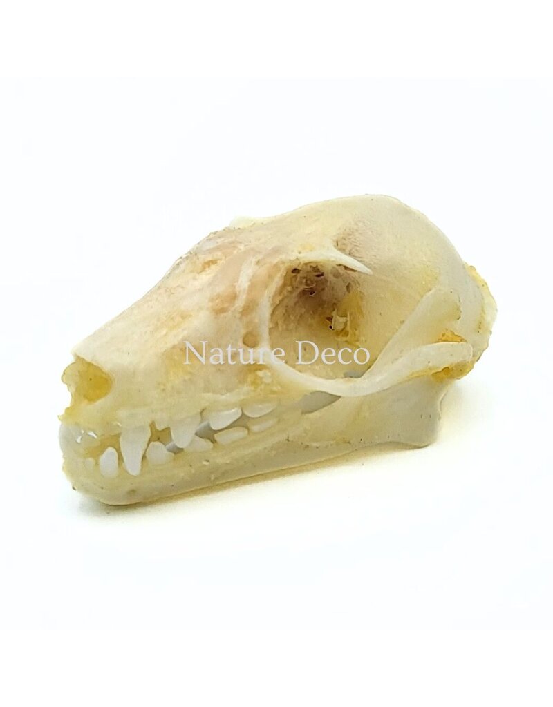 . Rousettus Leschenaulti (vleerhond) schedel 4 x 2,5 x 2 cm