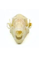 . Rousettus Leschenaulti (flying fox) skull 4 x 2.5 x 2 cm