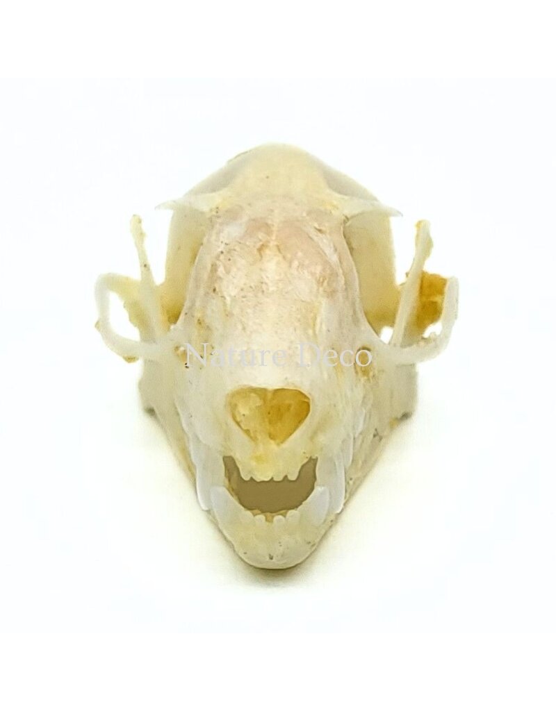 . Rousettus Leschenaulti (vleerhond) schedel 4 x 2,5 x 2 cm