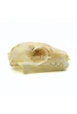 . Rousettus Leschenaulti (flying fox) skull 4 x 2.5 x 2 cm