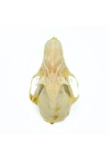 . Rousettus Leschenaulti (flying fox) skull 4 x 2.5 x 2 cm