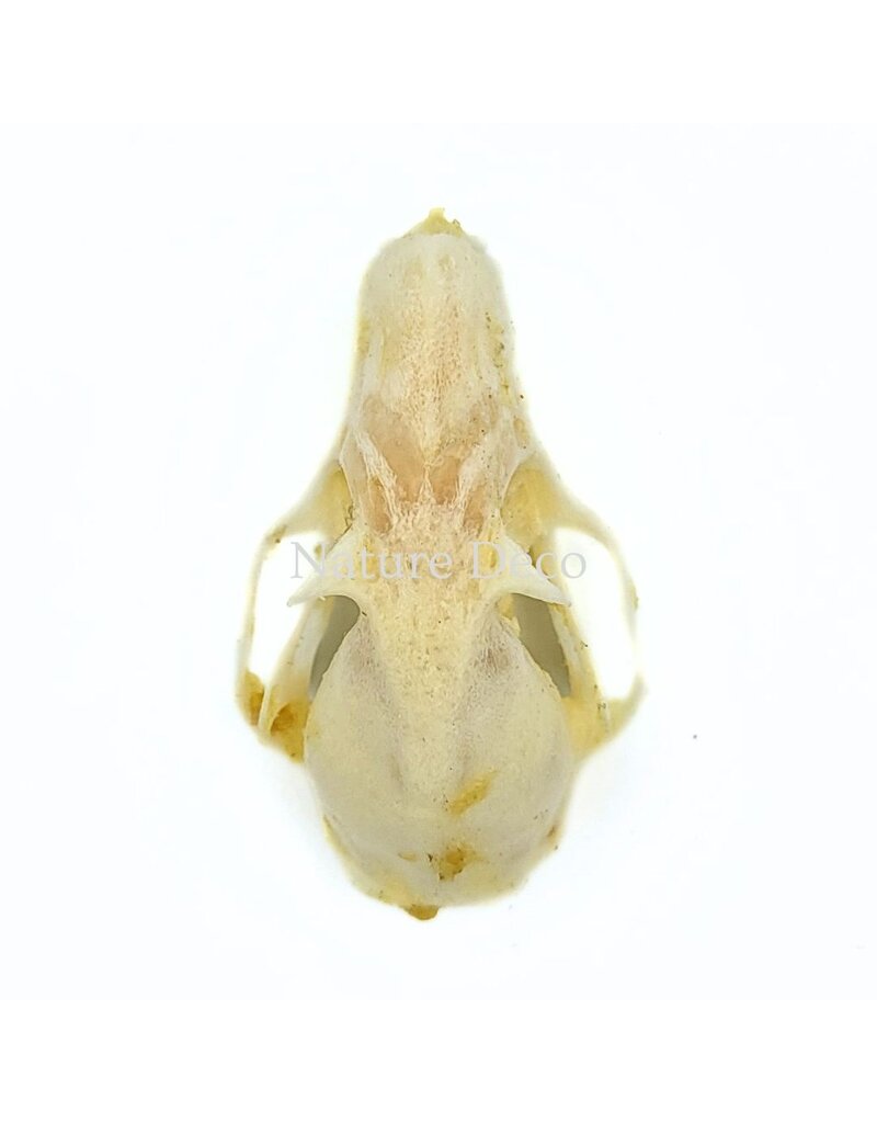 . Rousettus Leschenaulti (flying fox) skull 4 x 2.5 x 2 cm