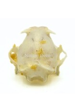 . Rousettus Leschenaulti (vleerhond) schedel 4 x 2,5 x 2 cm