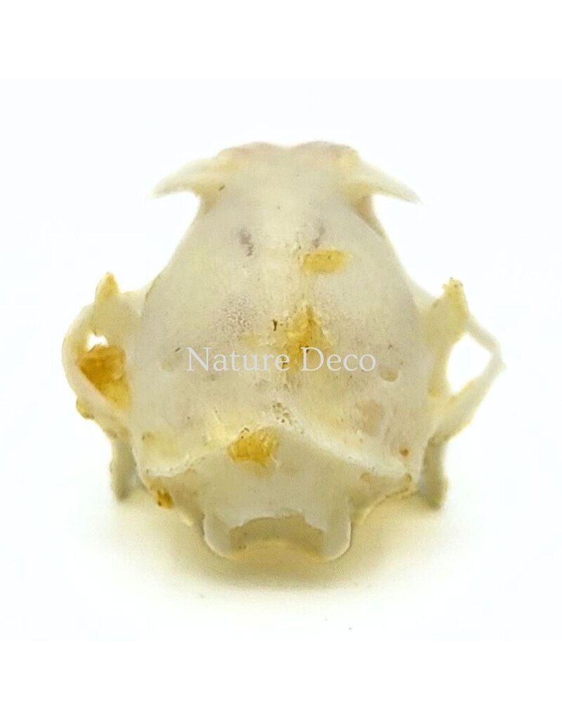 . Rousettus Leschenaulti (vleerhond) schedel 4 x 2,5 x 2 cm