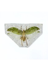 . (Un)mounted Onomarchus uninotatus (bush cricket) katydid