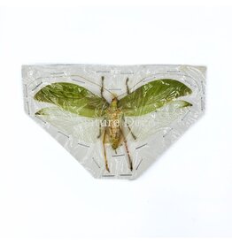 . (On)geprepareerde Onomarchus uninotatus (boskrekel)