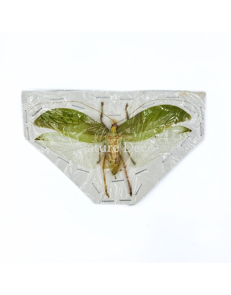 . (On)geprepareerde Onomarchus uninotatus (boskrekel)