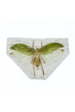 . (On)geprepareerde Onomarchus uninotatus (boskrekel)