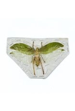 . (Un)mounted Onomarchus uninotatus (bush cricket) katydid