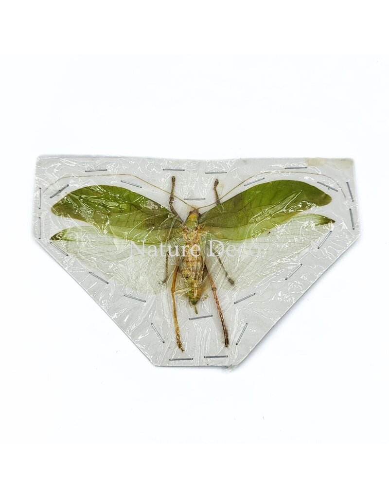 . (Un)mounted Onomarchus uninotatus (bush cricket) katydid