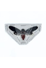 . (Un)mounted Huechys Sanguinea (cicada)