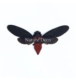 . (Un)mounted Huechys Sanguinea (cicada)