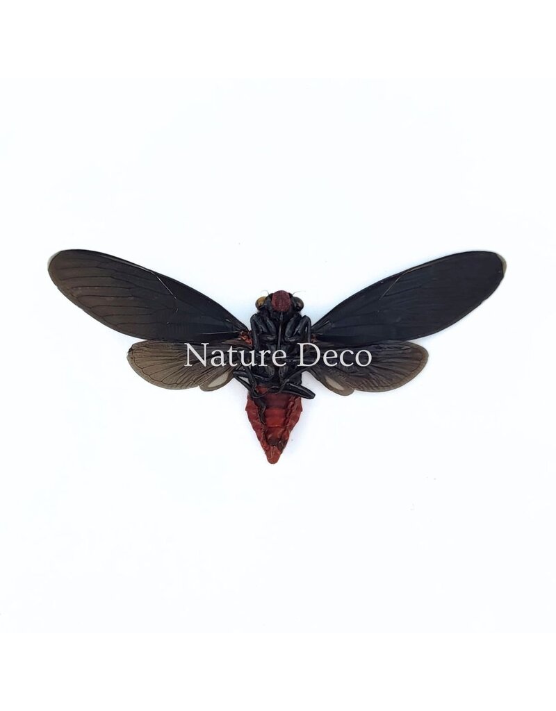 . (Un)mounted Huechys Sanguinea (cicada)