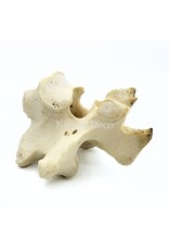 . Ostrich Vertebra XL