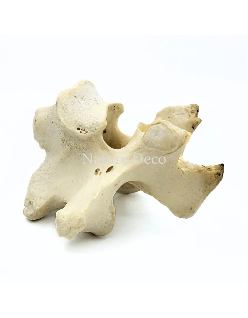 . Ostrich Vertebra XL