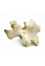 . Ostrich Vertebra XL