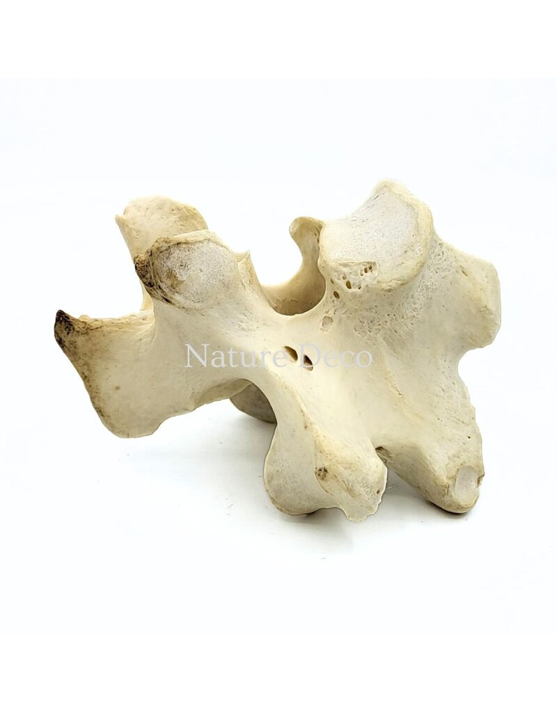 . Ostrich Vertebra XL