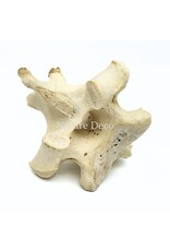 . Ostrich Vertebra XL