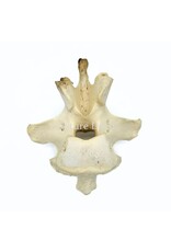 . Wervel struisvogel XL