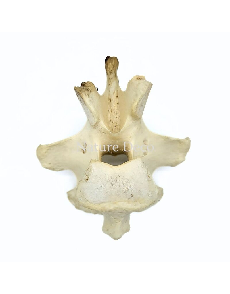 . Wervel struisvogel XL