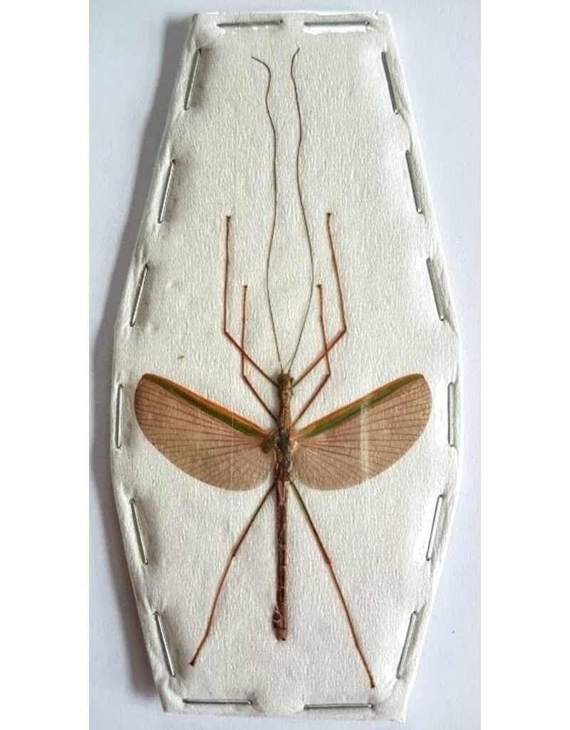 . (Un)mounted Necroscia species (Stick insect)