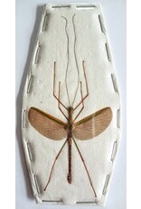 . (Un)mounted Necroscia species (Stick insect)